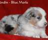 ***TOP Australian Shepherd Welpen***